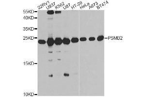 Western blot analysis of extracts of various cell lines, using PSMB2 antibody. (PSMB2 anticorps  (AA 1-201))