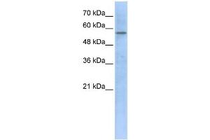 HMGCS1 antibody used at 1 ug/ml to detect target protein. (HMGCS1 anticorps)