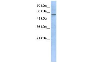 HMGCS1 antibody used at 1 ug/ml to detect target protein.