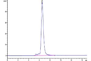 The purity of Human MICA is greater than 95 % as determined by SEC-HPLC.