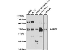 Western blot analysis of extracts of various cell lines, using SLC27 antibody (2847) at 1:3000 dilution. (SLC27A1 anticorps  (AA 347-646))
