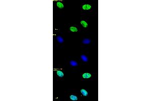 Histone H4ac (pan-acetyl) antibody (pAb) tested by immunofluorescence. (Histone H4ac anticorps  (N-Term))