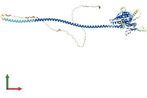AlphaFold protein structure predicition of Mouse Recombinant Kifc1 Protein, UniprotID Q9QWT9