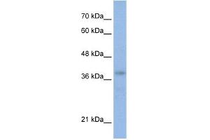 WB Suggested Anti-POU4F2 Antibody Titration:  0. (POU4F2 anticorps  (N-Term))
