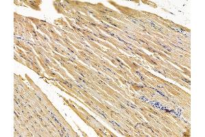 ABIN7095941 and ABIN7100003 at 1/100 staining rat muscle tissue by IHC-P.