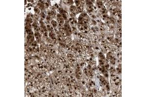 Immunohistochemical staining of human adrenal gland with MAK10 polyclonal antibody  shows distinct nuclear and cytoplasmic positivity in cortical cells. (MAK10/NAA35 anticorps)