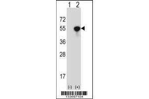 Western blot analysis of NCK1 using rabbit polyclonal NCK1 Antibody using 293 cell lysates (2 ug/lane) either nontransfected (Lane 1) or transiently transfected (Lane 2) with the NCK1 gene. (NCK1 anticorps  (N-Term))