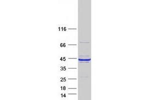 Validation with Western Blot