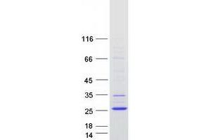 Validation with Western Blot (TMEM238 Protein (Myc-DYKDDDDK Tag))