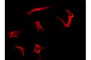ABIN6276133 staining Hela by IF/ICC. (OR2G3 anticorps  (Internal Region))