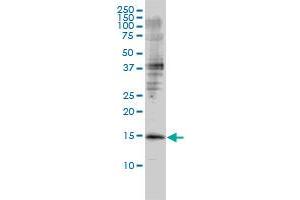 GMFB monoclonal antibody (M01), clone 2G12-2A2 Western Blot analysis of GMFB expression in Jurkat . (GMFB anticorps  (AA 1-154))