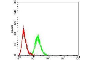 Flow cytometric analysis of Hela cells using HOXA9 mouse mAb (green) and negative control (red).