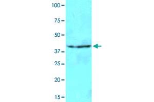 Cell lysates of NIH/3T3 (40 ug) were resolved by SDS-PAGE, transferred to NC membrane and probed with NAT6 monoclonal antibody, clone AT2F4  (1 : 500). (NAT6 anticorps  (AA 1-308))