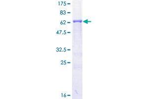 Image no. 1 for Protein Kinase A, alpha (PRKACA) (AA 1-351) protein (GST tag) (ABIN1316219)