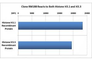 This recombinant Histone H3 antibody reacts to both Histone H3.