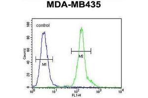 CLEC10A Antibody (N-term) flow cytometric analysis of MDA-MB435 cells (right histogram) compared to a negative control cell (left histogram). (CLEC10A anticorps  (N-Term))