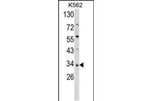 Western blot analysis of SFRP5 Antibody in K562 cell line lysates (35ug/lane) (SFRP5 anticorps  (AA 219-248))
