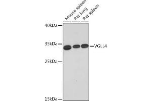Western blot analysis of extracts of various cell lines, using VGLL4 Rabbit pAb (ABIN7271319) at 1:1000 dilution. (VGLL4 anticorps  (AA 96-296))