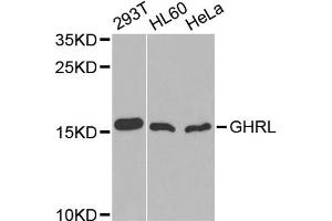 Western blot analysis of extracts of various cell lines, using GHRL antibody (ABIN1872813) at 1:1000 dilution. (Ghrelin anticorps)