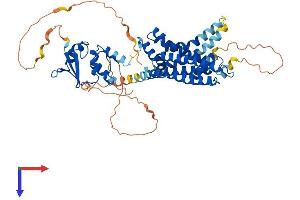 AlphaFold protein structure predicition of Mouse Recombinant Kcna3 Protein, UniprotID P16390