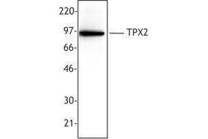 Western Blotting (WB) image for anti-TPX2, Microtubule-Associated, Homolog (Xenopus Laevis) (TPX2) antibody (ABIN2665435) (TPX2 anticorps)