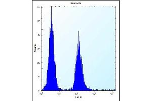 VASH2 Antibody (C-term) (ABIN657877 and ABIN2846833) flow cytometric analysis of Neuro-2a cells (right histogram) compared to a negative control cell (left histogram).