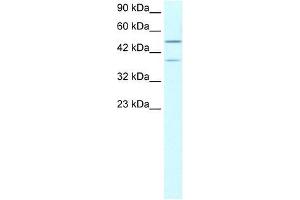 USP3 antibody used at 1. (USP3 anticorps  (N-Term))