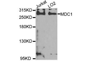 Western blot analysis of extracts of Jurkat and LO2 cell lines, using MDC1 antibody. (MDC1 anticorps)