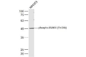 NIH/3T3 lysates probed with IRAK4 (Thr345) Polyclonal Antibody, Unconjugated  at 1:500 dilution and 4˚C overnight incubation. (IRAK4 anticorps  (pThr345))