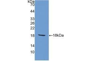 Detection of Recombinant AIF1, Rat using Polyclonal Antibody to Ionized Calcium-binding Adapter Molecule 1 (IBA1) (Iba1 anticorps  (AA 1-147))