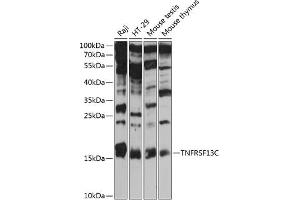 Western blot analysis of extracts of various cell lines, using TNFRSF13C antibody  at 1:3000 dilution. (TNFRSF13C anticorps  (AA 1-80))