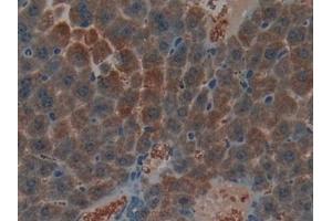 Detection of NPPB in Mouse Liver Tissue using Polyclonal Antibody to Natriuretic Peptide Precursor B (NPPB)