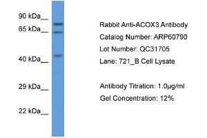 Western Blotting (WB) image for anti-Acyl-CoA Oxidase 3, Pristanoyl (ACOX3) (C-Term) antibody (ABIN2788581)