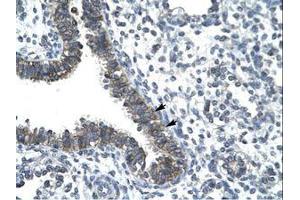 Image no. 1 for anti-CCR4 Carbon Catabolite Repression 4-Like (CCRN4L) (AA 82-131) antibody (ABIN202510)
