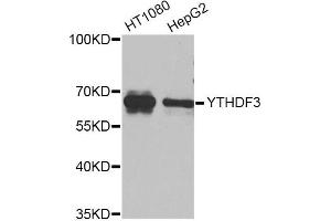 Western blot analysis of extracts of various cell lines, using YTHDF3 Antibody (ABIN5974579) at 1/1000 dilution.
