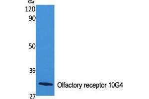 Western Blot (WB) analysis of specific cells using Olfactory receptor 10G4 Polyclonal Antibody. (OR10G4 anticorps  (C-Term))