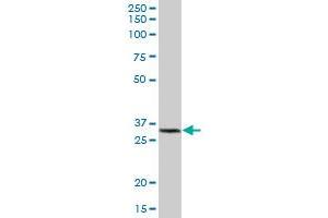 GSTK1 MaxPab polyclonal antibody.
