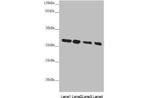 Western blot All lanes: PPP1R8 antibody at 4. (PPP1R8 anticorps  (AA 1-209))