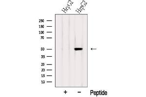 Western blot analysis of extracts from HepG2 cells, using SLC9A3R1 Antibody. (SLC9A3R1 anticorps  (Internal Region))