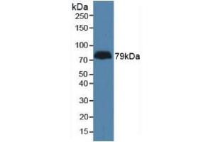 Western blot analysis of Human Serum. (LPHN3 anticorps  (AA 1105-1447))