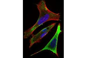 Immunofluorescence analysis of Hela cells using Ring1 mouse mAb (green).