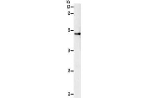 Western Blotting (WB) image for anti-Dopamine Receptor D1 (DRD1) antibody (ABIN2431237)