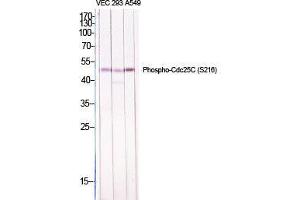 Western Blot (WB) analysis of specific cells using Phospho-Cdc25C (S216) Polyclonal Antibody. (CDC25C anticorps  (pSer216))