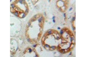 IHC-P analysis of Kidney tissue, with DAB staining. (Dopamine d2 Receptor anticorps  (AA 194-421))