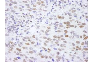 Immunohistochemistry (IHC) image for anti-Histone H4 (HISTH4) (C-Term) antibody (ABIN7448595) (Histone H4 anticorps  (C-Term))