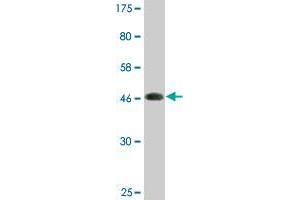 Western Blot detection against Immunogen (48.
