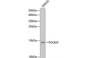 Western blot analysis of extracts of SW620 cells using POLR2F Polyclonal Antibody at dilution of 1:1000. (POLR2F anticorps)