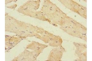 Immunohistochemistry of paraffin-embedded human skeletal muscle tissue using ABIN7162147 at dilution of 1:100 (OLFML2A anticorps  (AA 1-300))