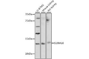 Western blot analysis of extracts of various cell lines, using S100 antibody (167) at 1:1000 dilution. (S100A16 anticorps  (AA 1-103))