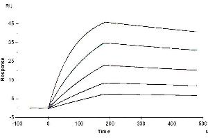 Cynomolgus Axl, His Tag immobilized on CM5 Chip can bind Cynomolgus GAS6, His Tag with an affinity constant of 1.